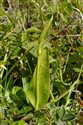 Ophioglossum vulgatum