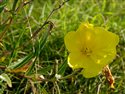 Oenothera stricta