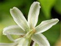 Ornithogalum nutans