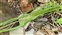 Leaf, Ornithogalum pyrenaicum