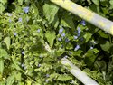 Green Alkanet