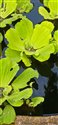 Pistia stratiotes