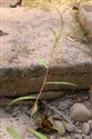 Small Water-pepper