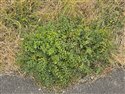 Salad Burnet