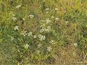 Burnet-saxifrage