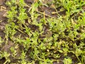 Equal-leaved Knotgrass