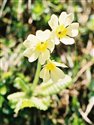 Primula elatior