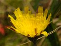 Pilosella officinarum