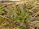 Pedicularis palustris