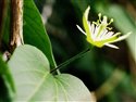 Passiflora capsularis