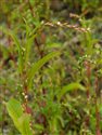 Persicaria hydropiper