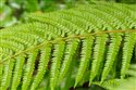 Polystichum setiferum