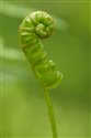 Polypodium vulgare