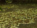 Potamogeton natans