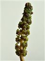 Potamogeton polygonifolius