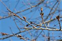 Populus tremula