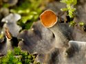 Peltigera collina