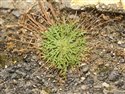 Plantago coronopus
