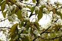 Prunus avium