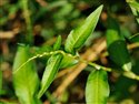 Persicaria mitis