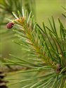 Pinus sylvestris