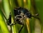 Scarabaeidae, Phyllopertha horticola