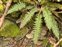 Rock, Polystichum aculeatum
