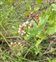 Taxonomic plant kingdom, Pluchea dioscoridis