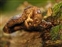 Fomitopsidaceae, Piptoporus quercinus