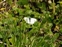 Pieridae, Pieris rapae