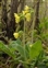 Inflorescence, Primula elatior