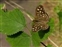 Nymphalidae, Pararge aegeria