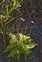 Inflorescence, Pinguicula vulgaris