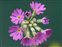 Taxonomic plant kingdom, Primula farinosa