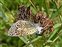Lycaenidae, Polyommatus icarus