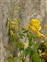 Yellow flowers, Pseudofumaria lutea