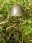 Bolbitiaceae, Panaeolus papilionaceus