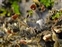 Peltigeraceae, Peltigera collina