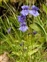 The Bladderwort family, Lentibulariaceae, Pinguicula grandiflora