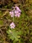 Taxonomic plant kingdom, Primula farinosa