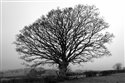 Quercus petraea