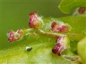Quercus robur