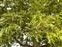 Boundaries, Quercus cerris