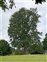 Boundaries, Quercus cerris
