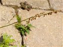 Rumex acetosa
