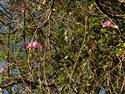 Rosa sp.