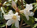 Rhododendron lindleyi