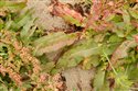 Rumex rupestris