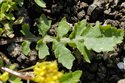 Rorippa palustris
