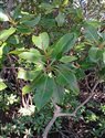Rhizophora mangle